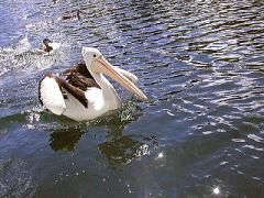 行動を共にした鳥たち